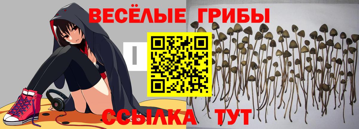 Галлюциногенные грибы Psilocybine cubensis Лиски